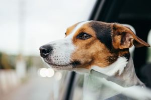 Perro en coche
