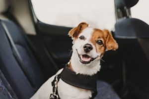 viajar con perro